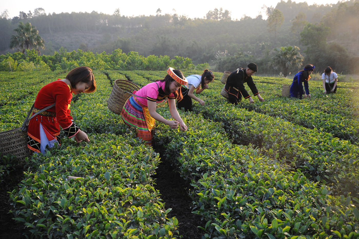 Trải nghiệm hái chè tại bản Ven, xã Xuân Lương, huyện Yên Thế (Bắc Giang)